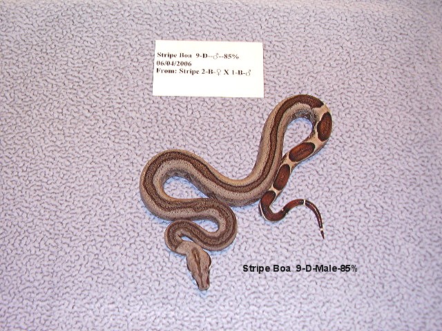 Stripe Boa 9-D-Male-85%