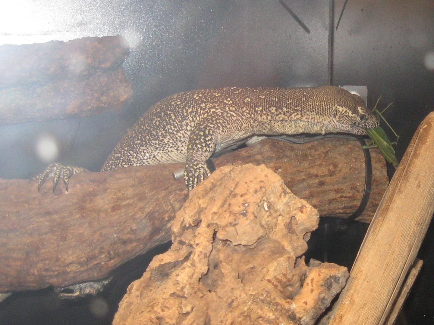 Stripe - my male Timor Monitor