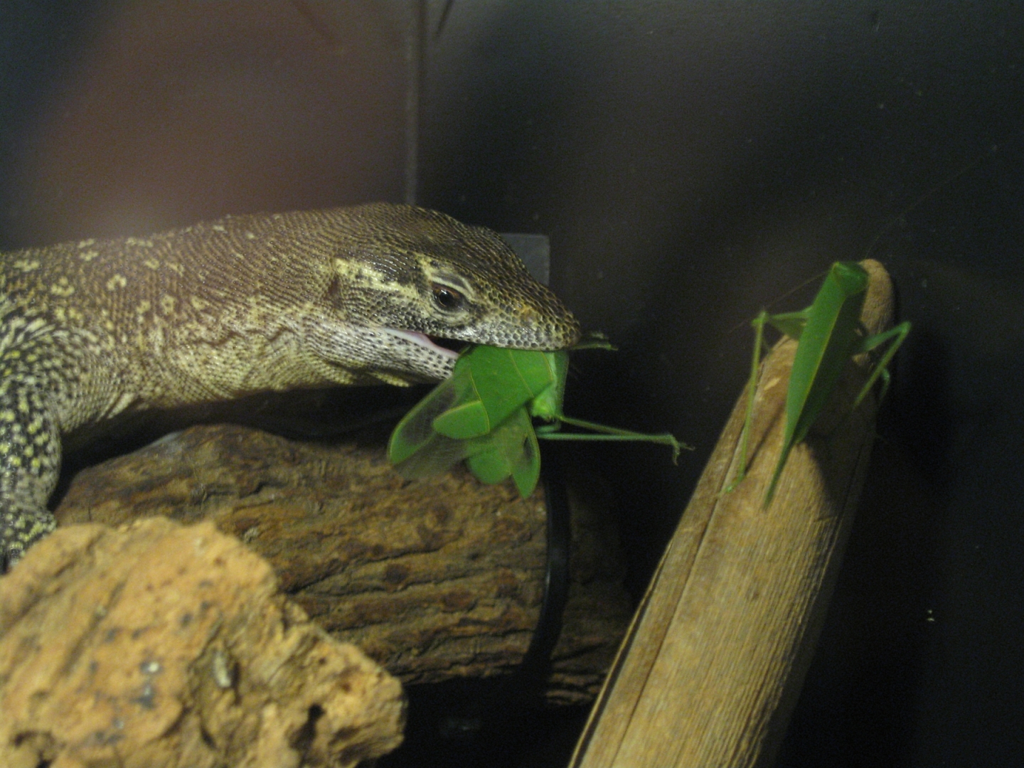 Stripe - my male Timor Monitor