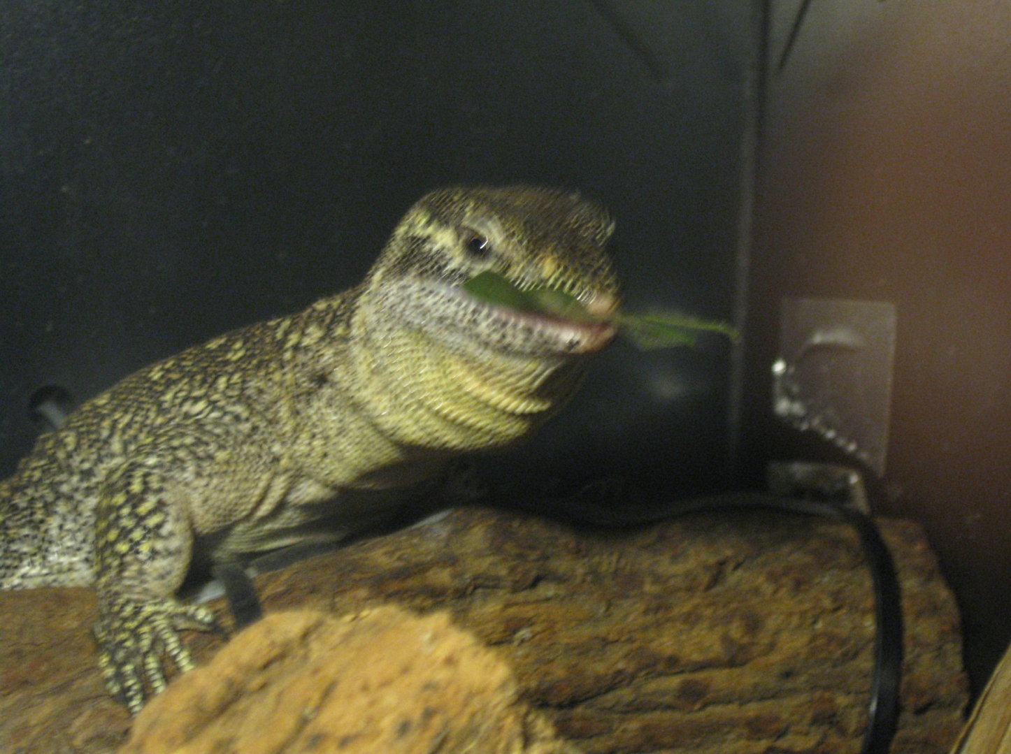 Stripe - my male Timor Monitor