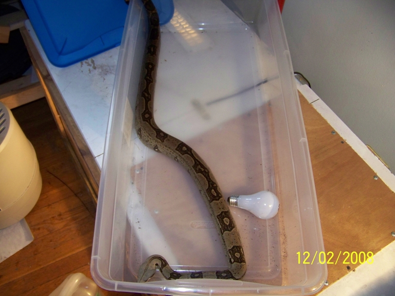 striped boa