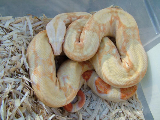 Stripeline Albino