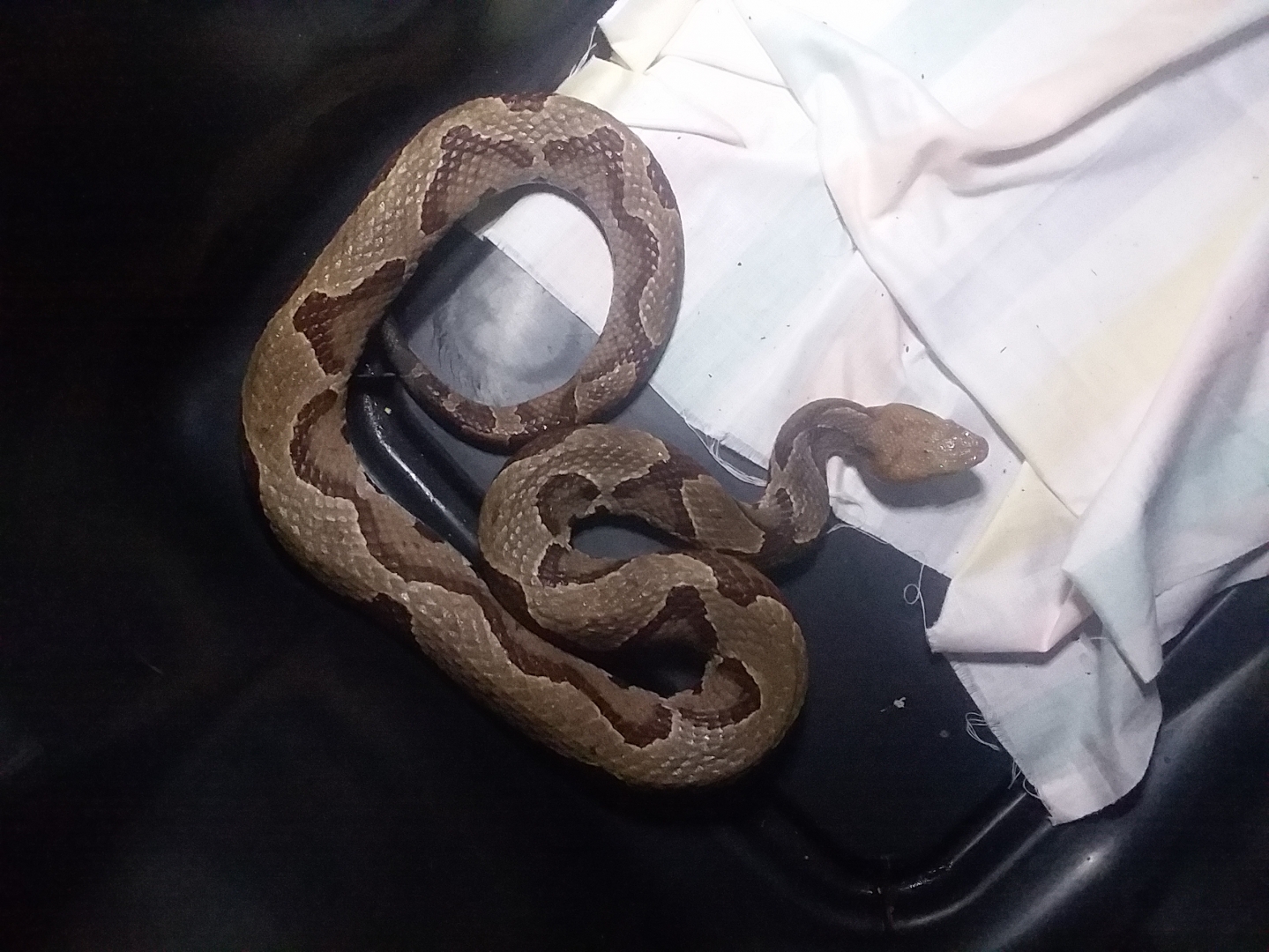 Stripped Morph Copperhead. !!!!!