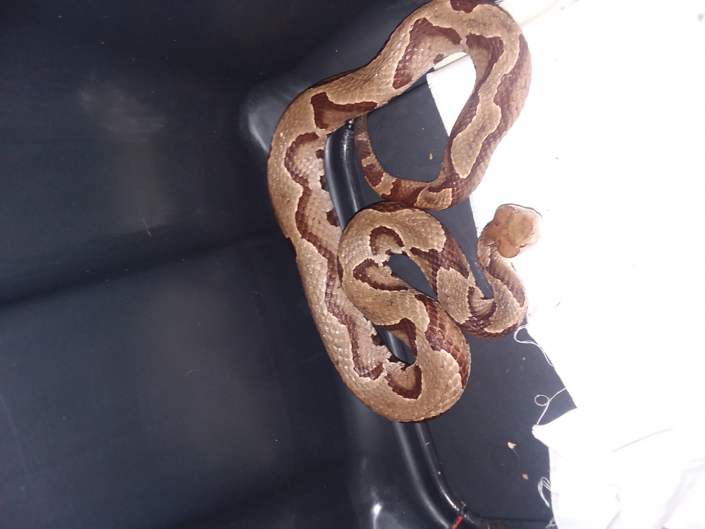 Stripped Morph Copperhead. !!!!!