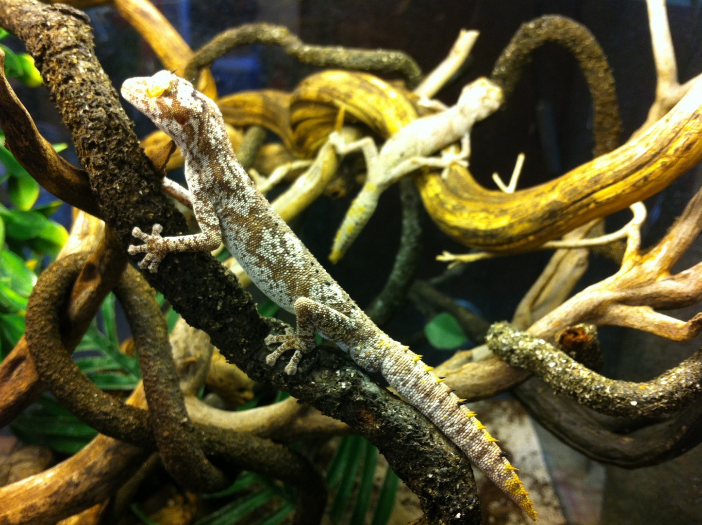Strophurus ciliaris ciliaris