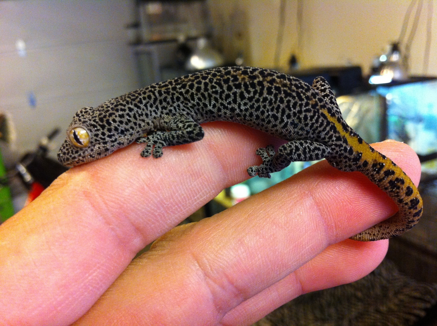 Strophurus taenicauda