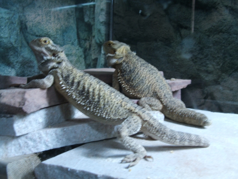 Stubby & Zippy