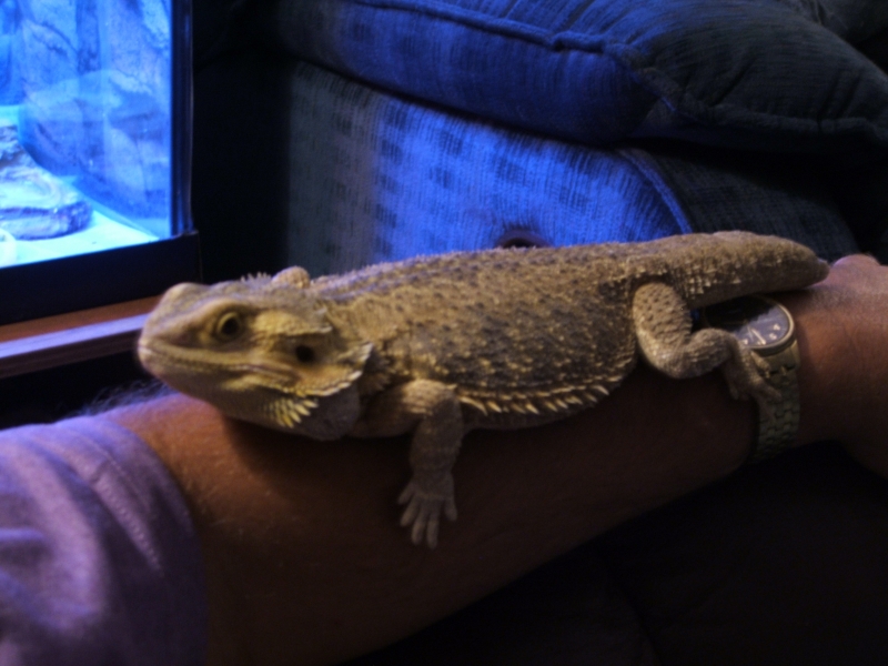 Stubby