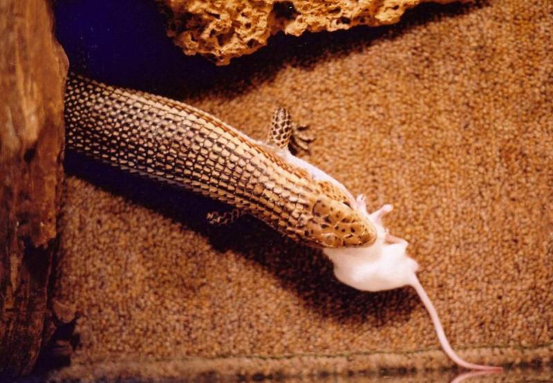 Sudan Plated &amp; Mouse