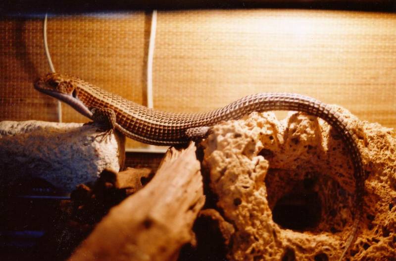 Sudan Plated Lizard