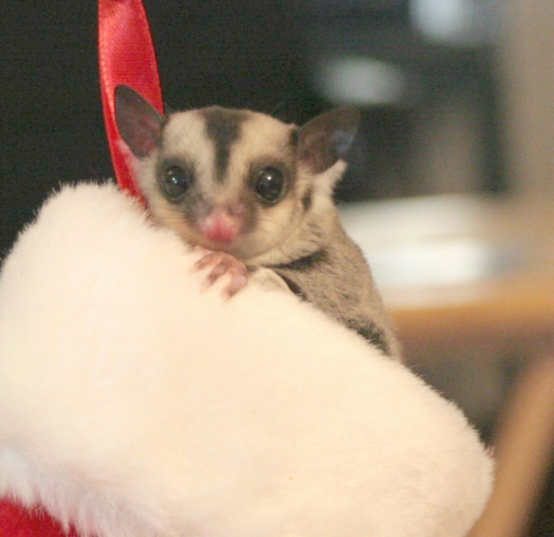 Sugar Glider Christmas
