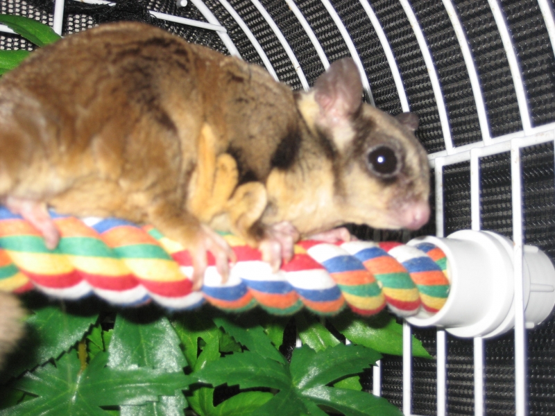 Sugar Glider