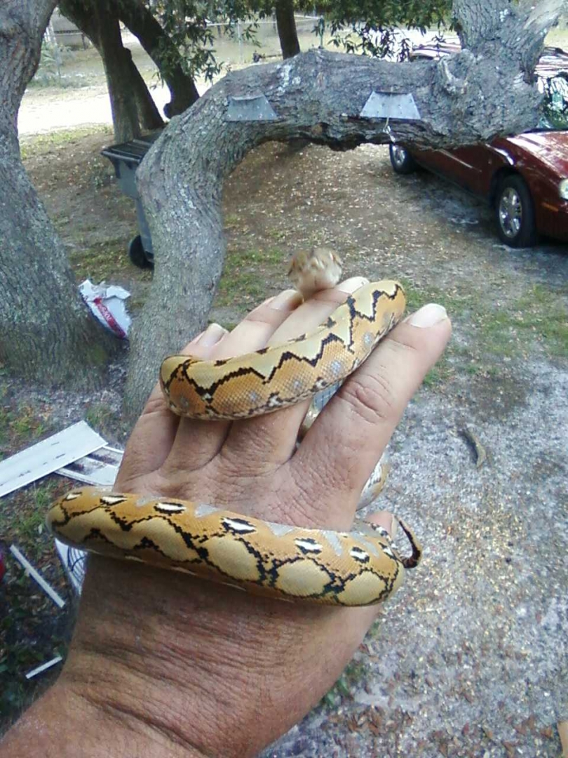 sunfire