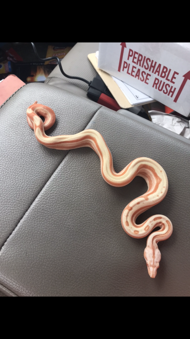 Sunglow motley