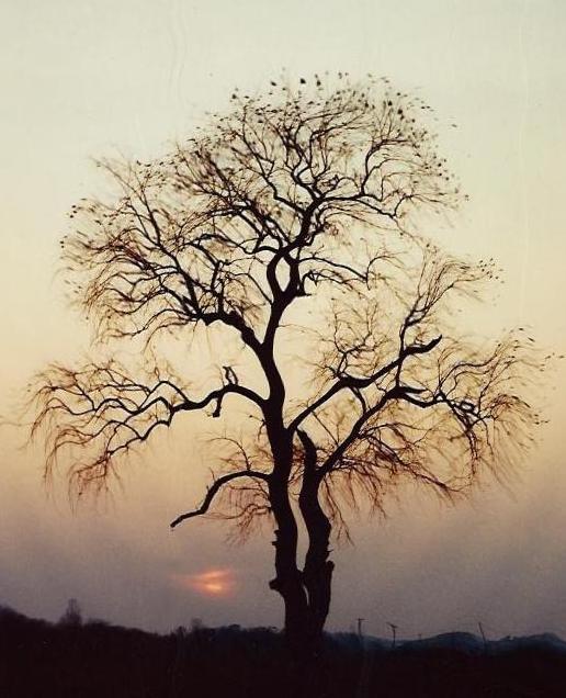 Sunset Tree