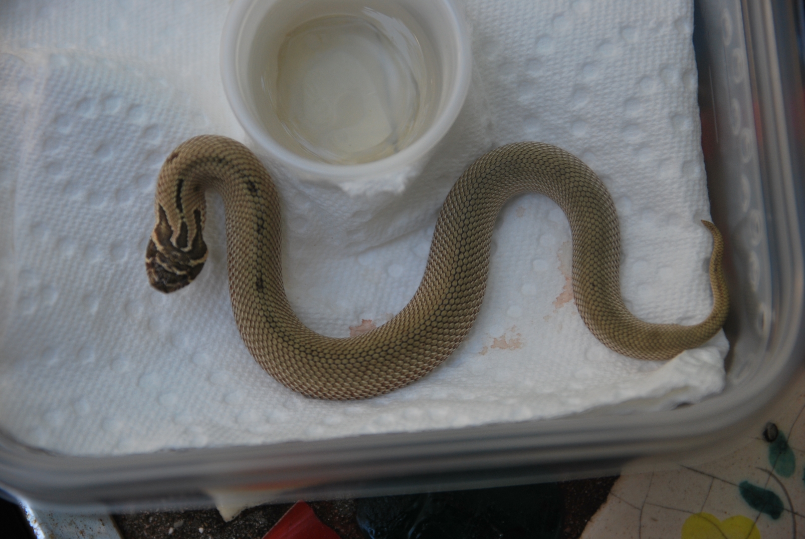 Super anaconda male -- sold