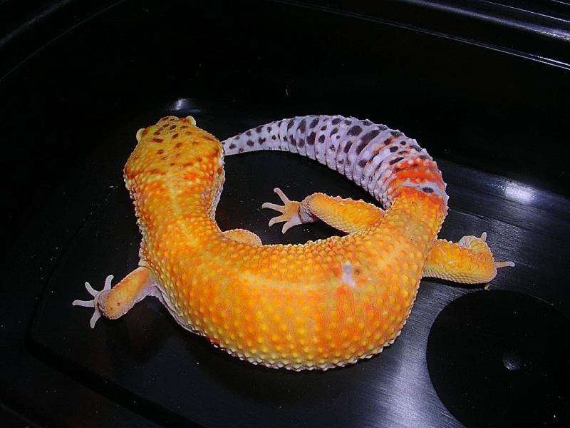 super hypo tang female