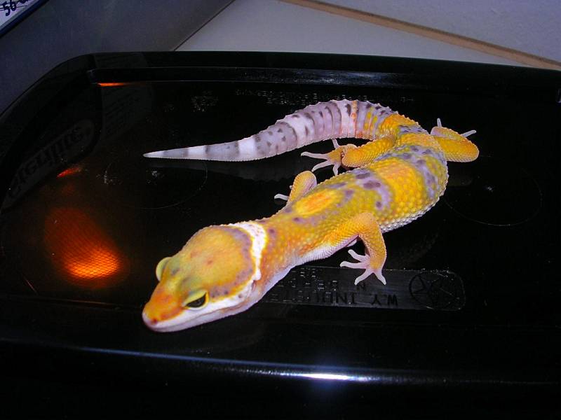 super hypo? we'll see!
