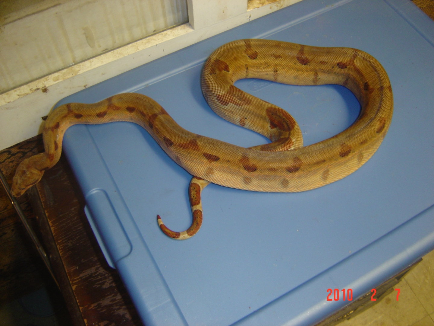 super hypo