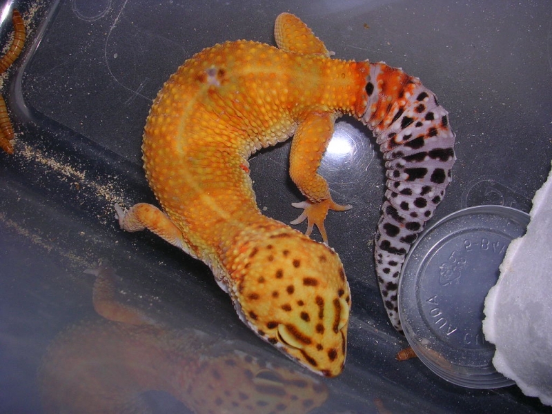 super hypo