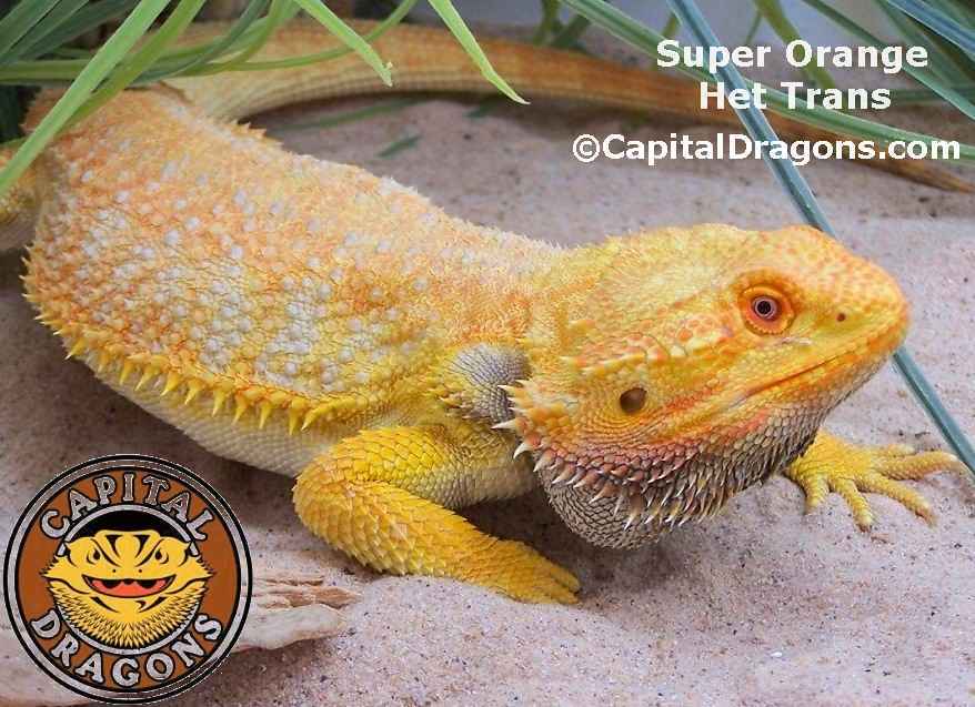 Super Orange (het Trans) - Sample Pic