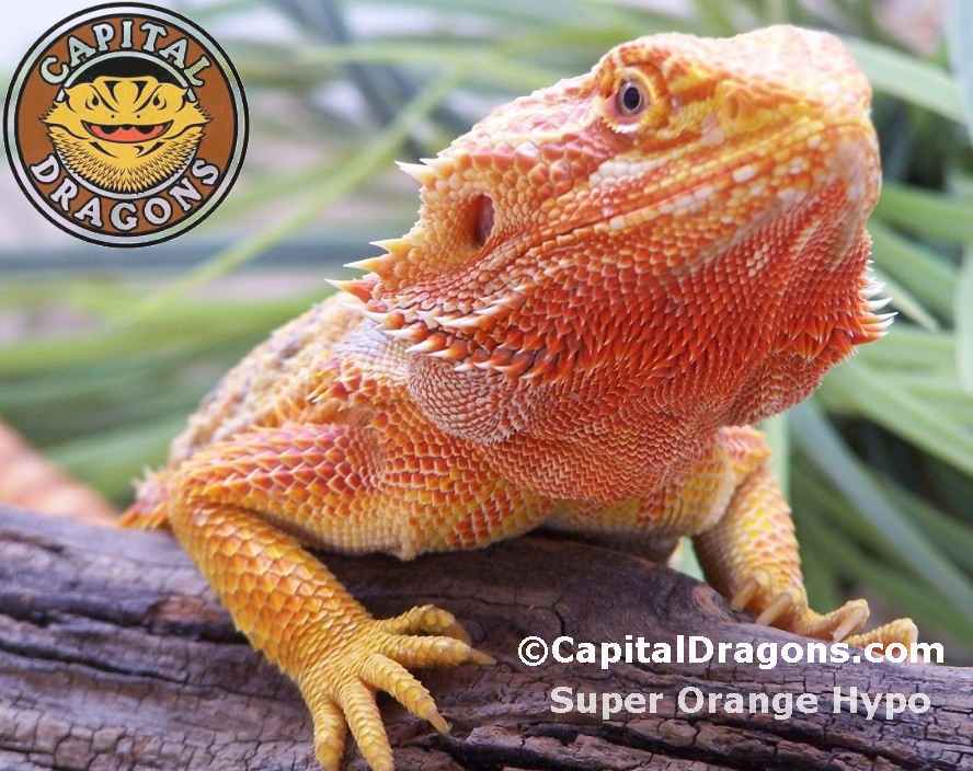 Super Orange/Hypo - Sample Pic