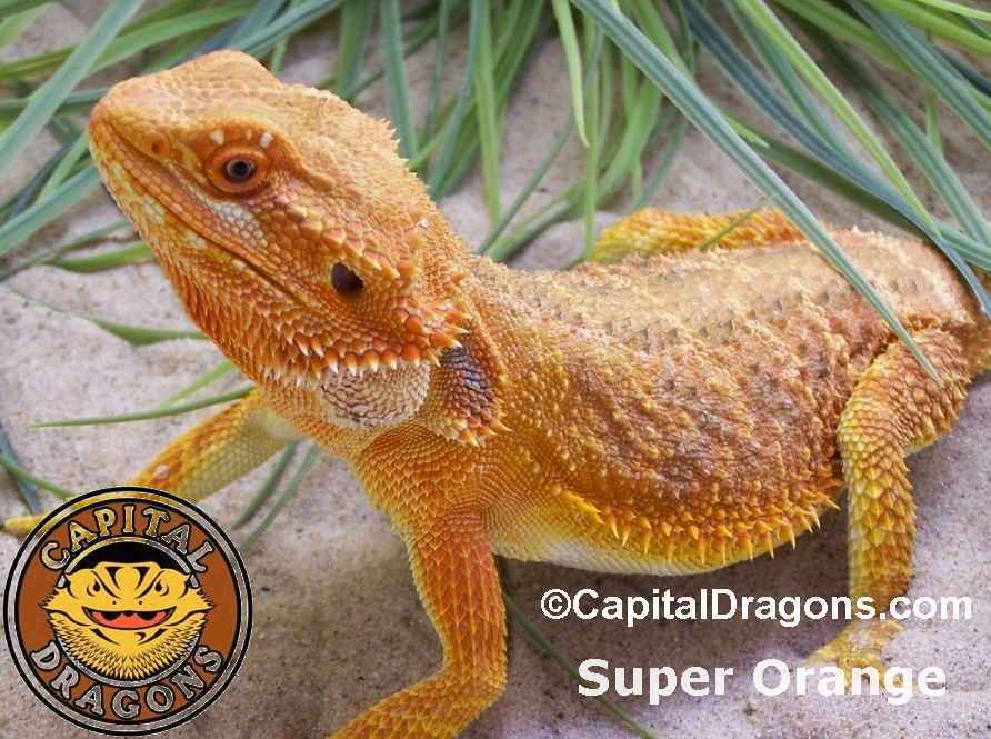 Super Orange - Sample Pic