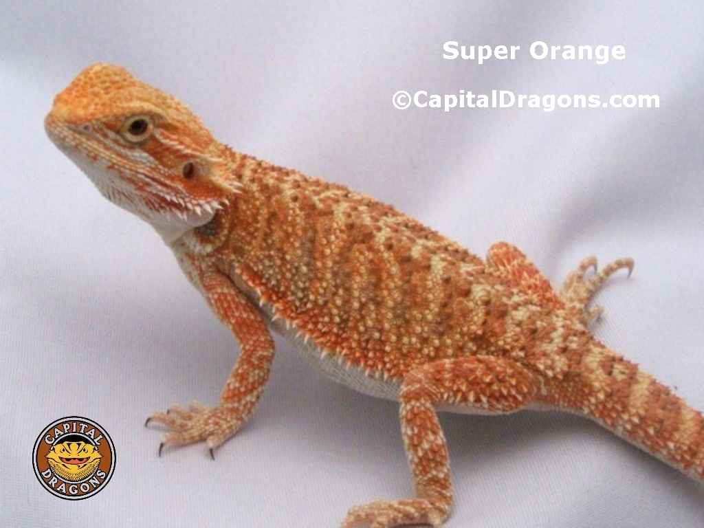 Super Orange - sample picture.