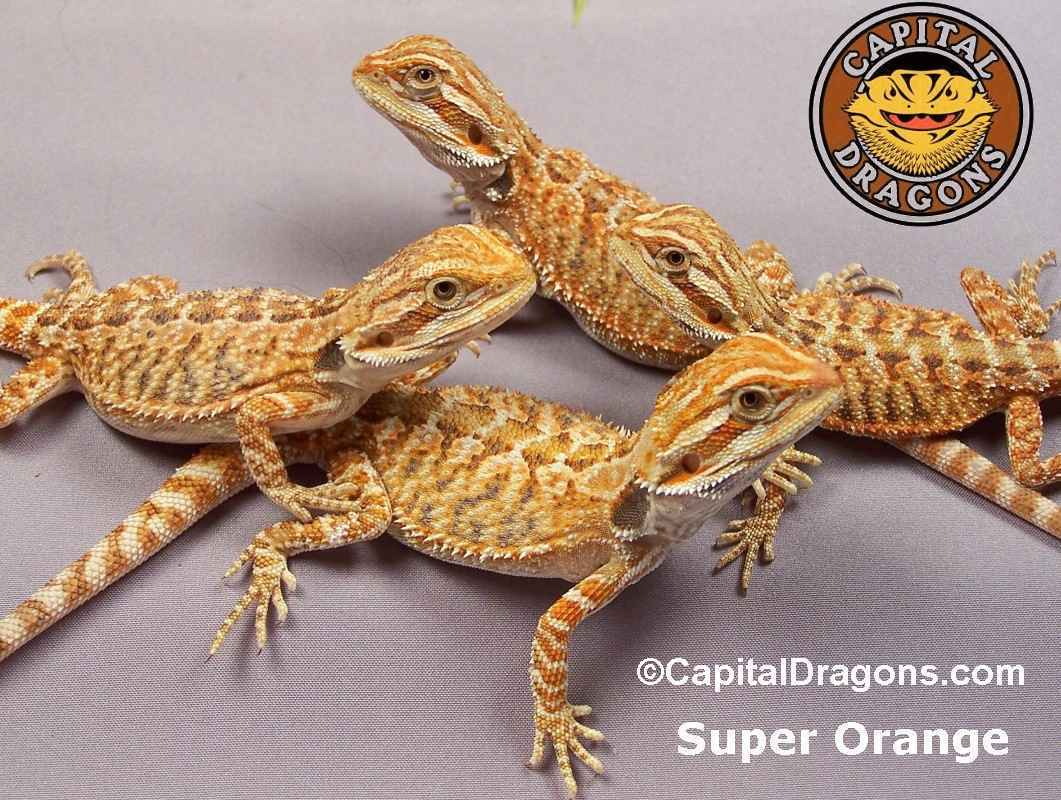 Super Orange - sample picture.