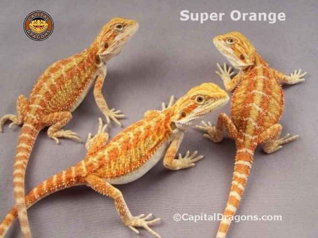 Super Orange - sample picture.