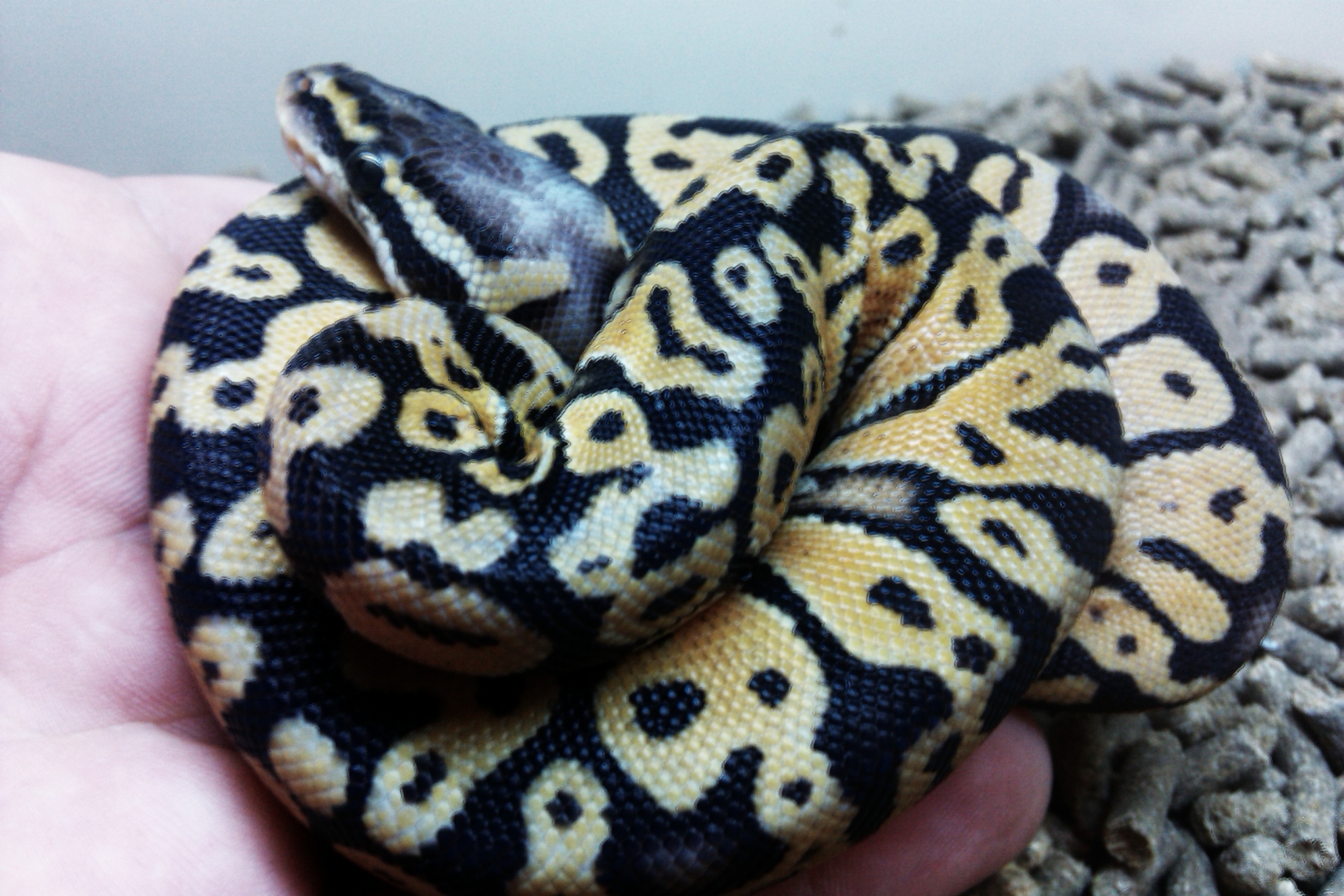 Super Pastel Male 2010 hatch