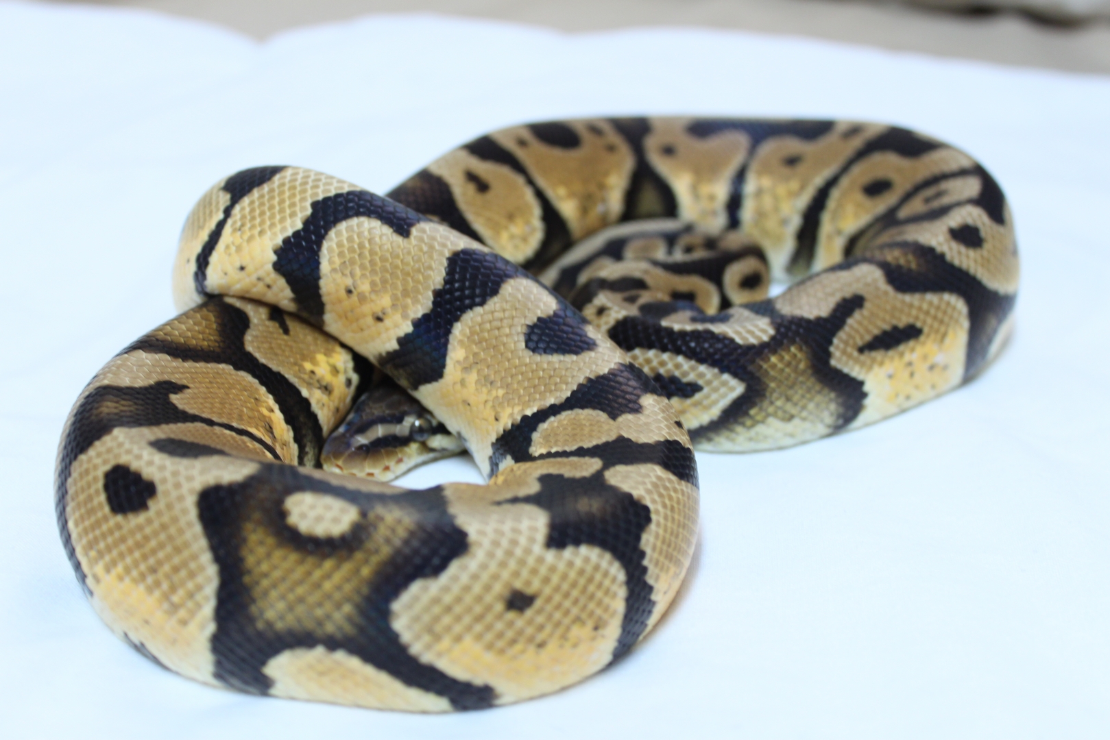 Super pastel Male
