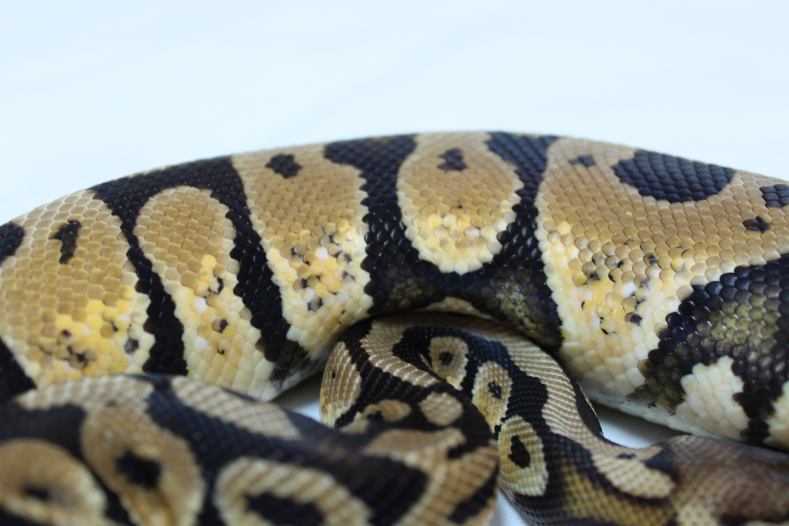 Super pastel male