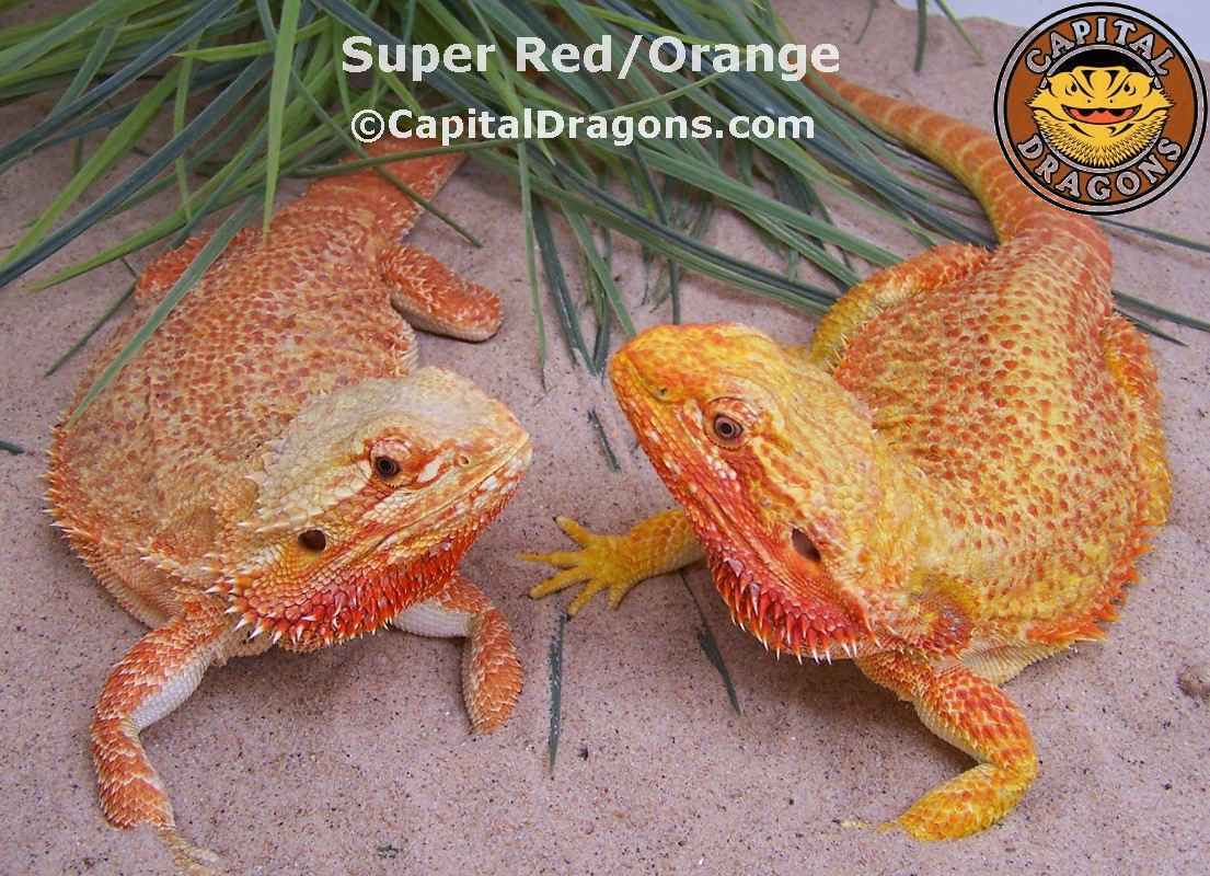 Super Red/Orange - sample picture.