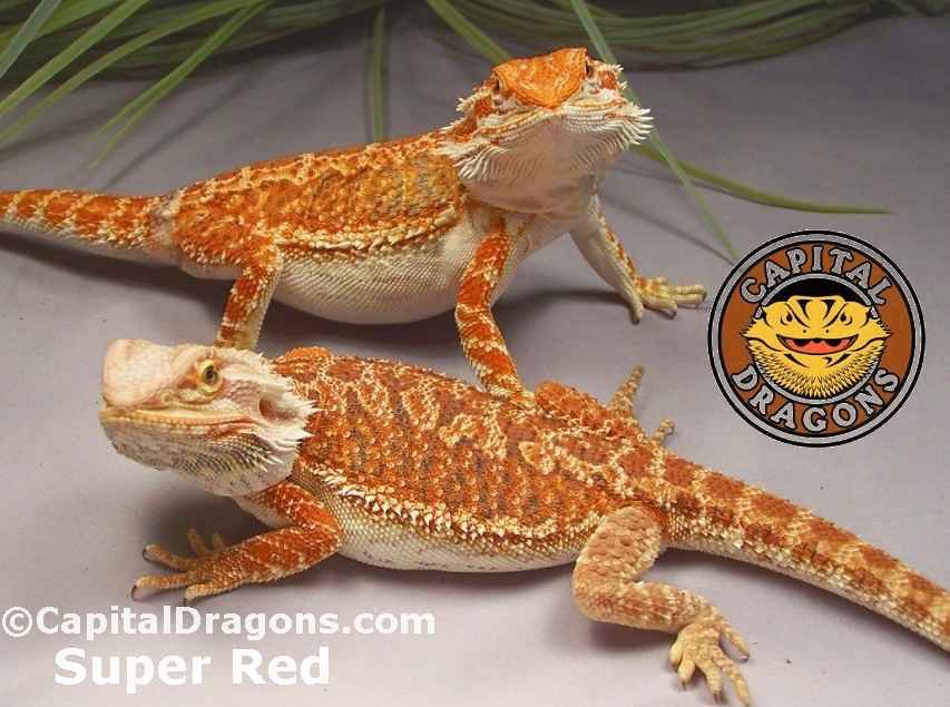 Super Red - sample picture.