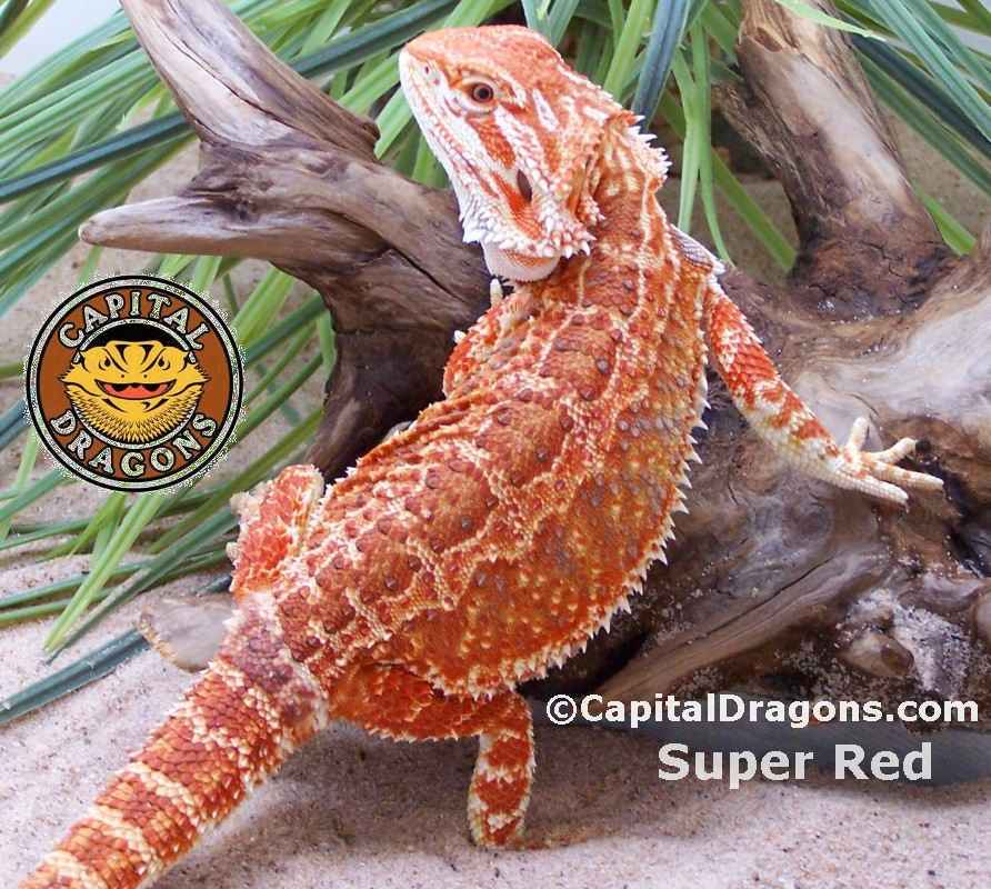 Super Red - sample picture.