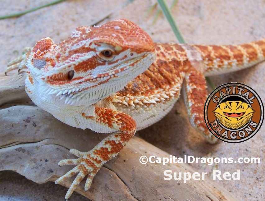 Super Red - sample picture.