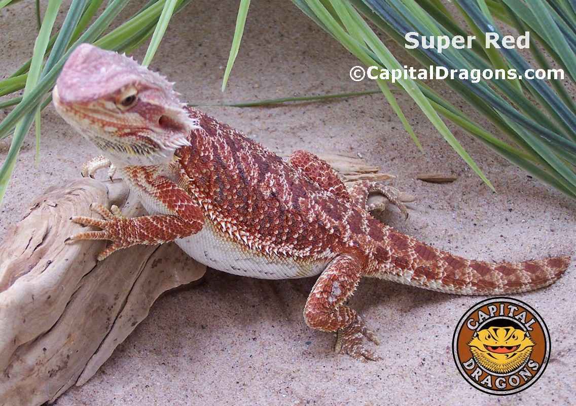 Super Red - sample picture.