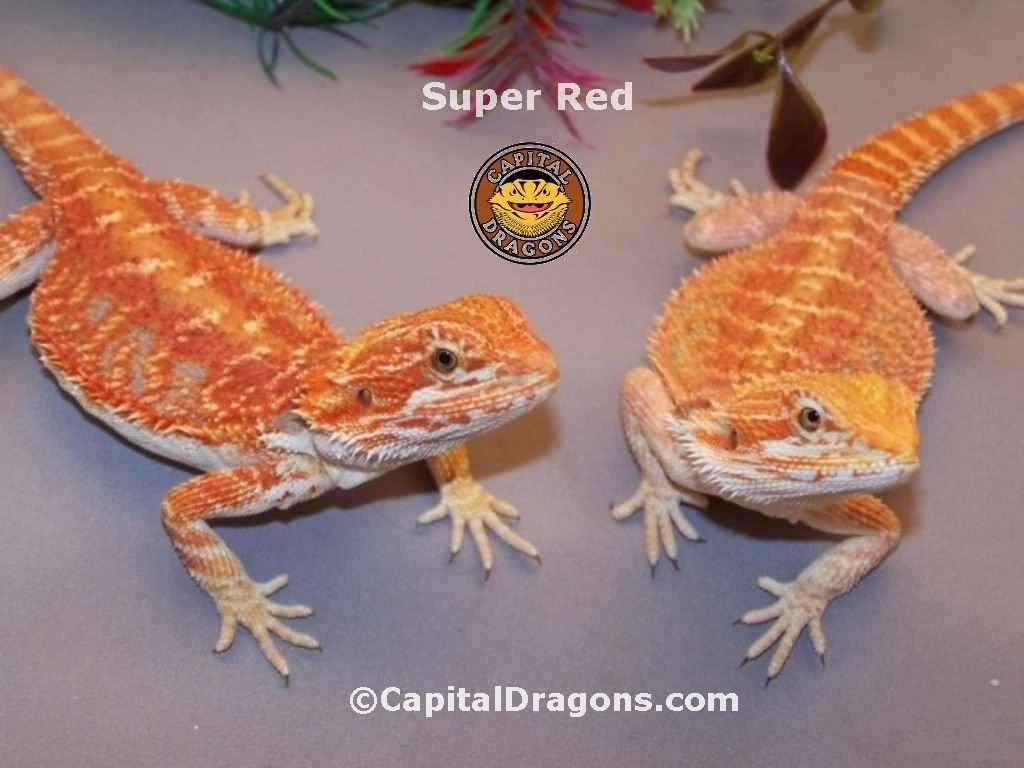 Super Red - sample picture.