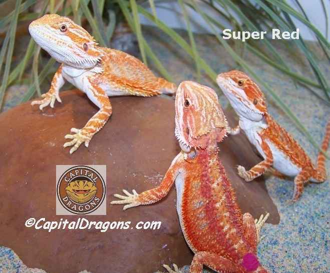 Super Red - sample picture.