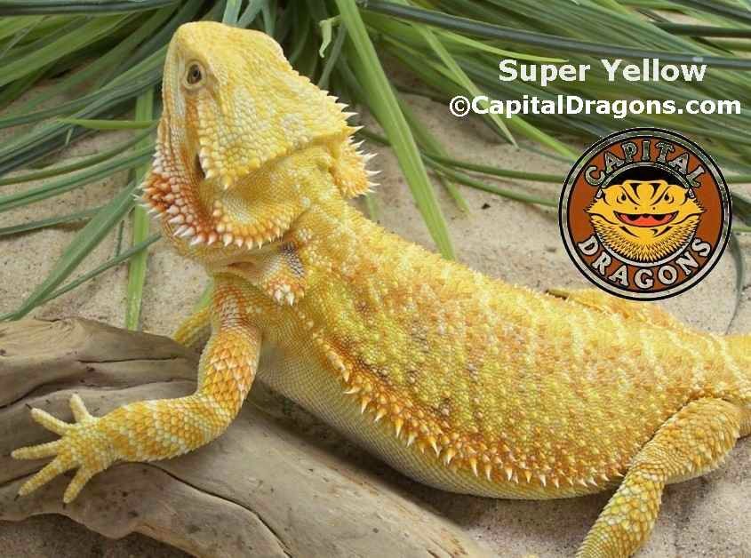 Super Yellow - sample picture.