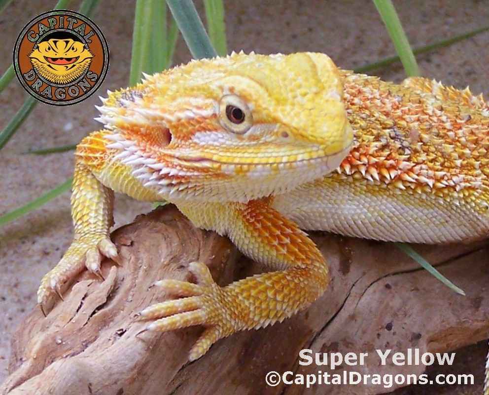 Super Yellow - sample picture.