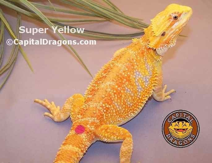 Super Yellow - sample picture.