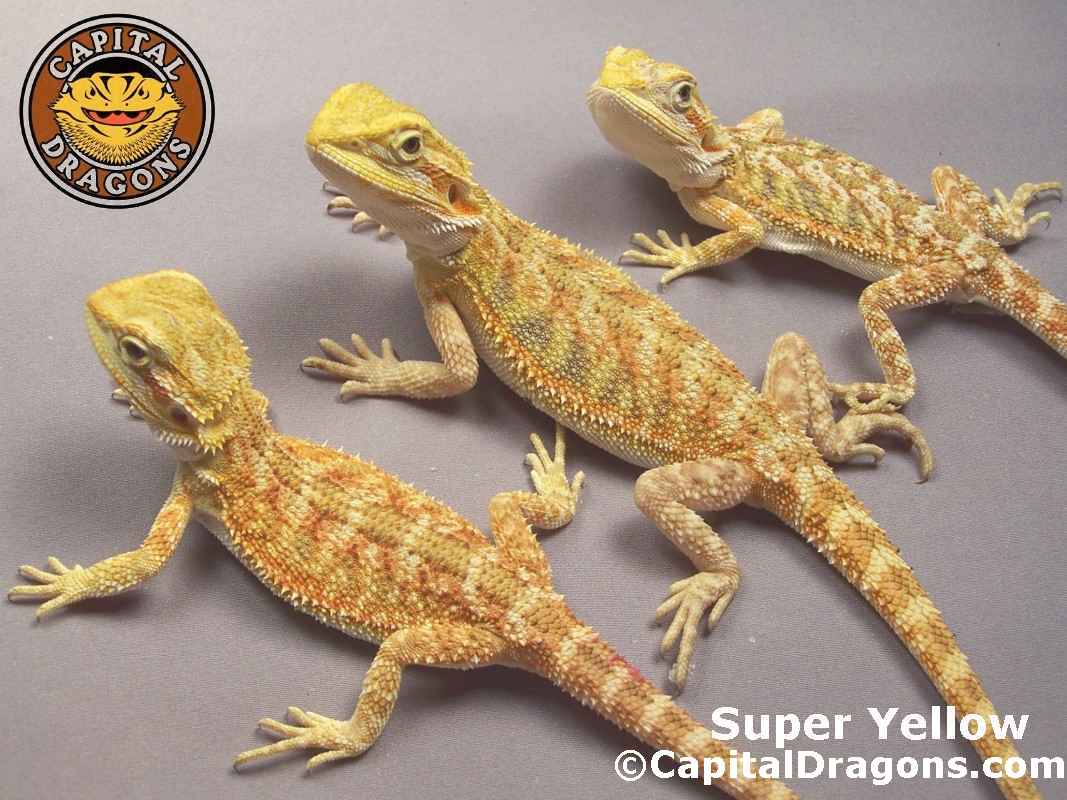 Super Yellow - sample picture.