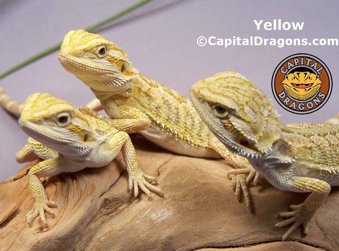 Super Yellow - sample picture.