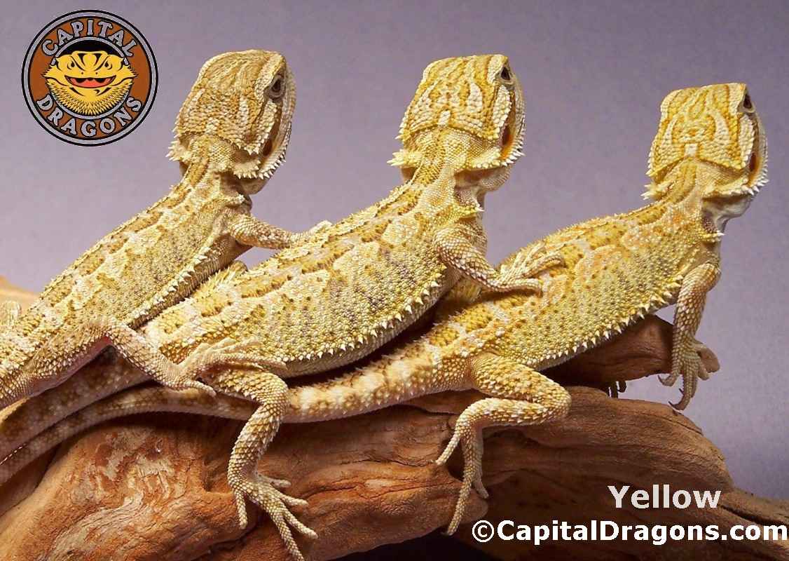 Super Yellow - sample picture.