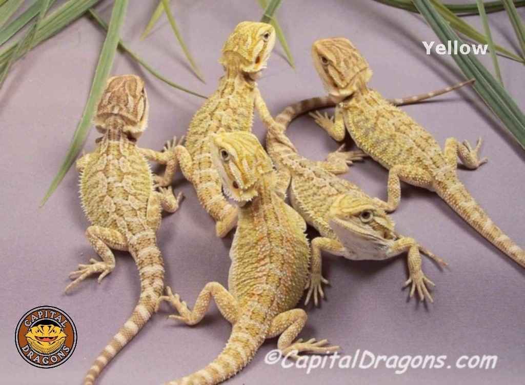 Super Yellow - sample picture.