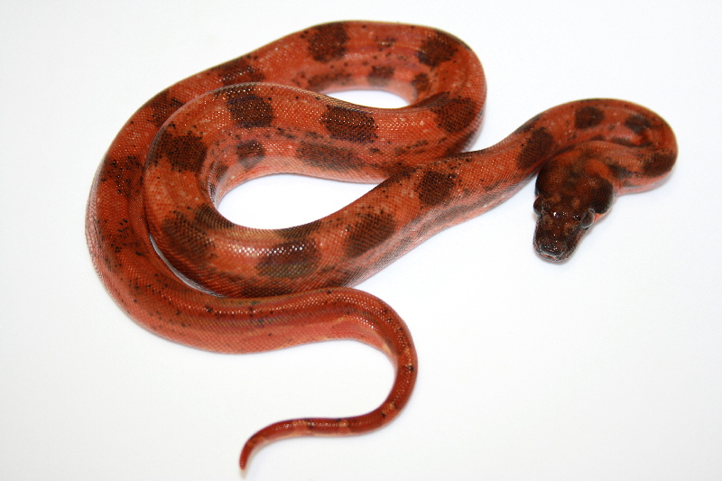 super_hypo_female_2
