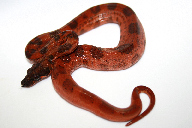 super_hypo_leo_female_1