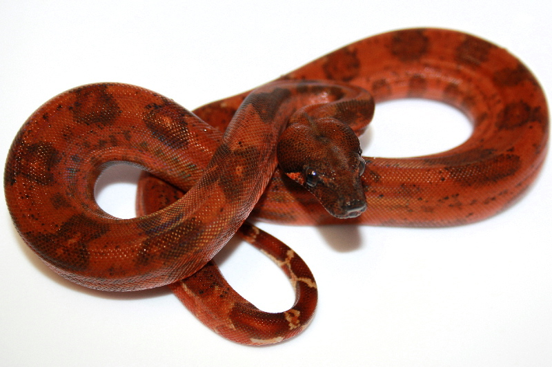 super_hypo_leo_male_1
